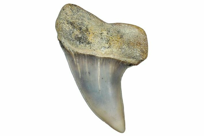 Fossil Shark Tooth (Carcharodon planus) - Bakersfield, CA #306802